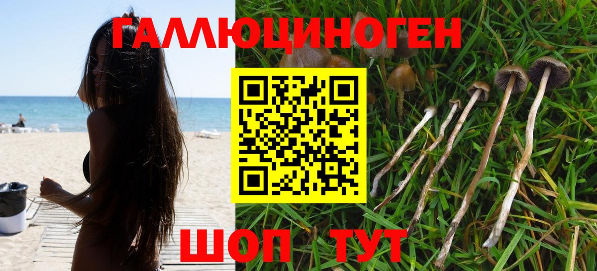 Кизилюрт  Псилоцибиновые грибы прущие грибы  Вход с VPN 